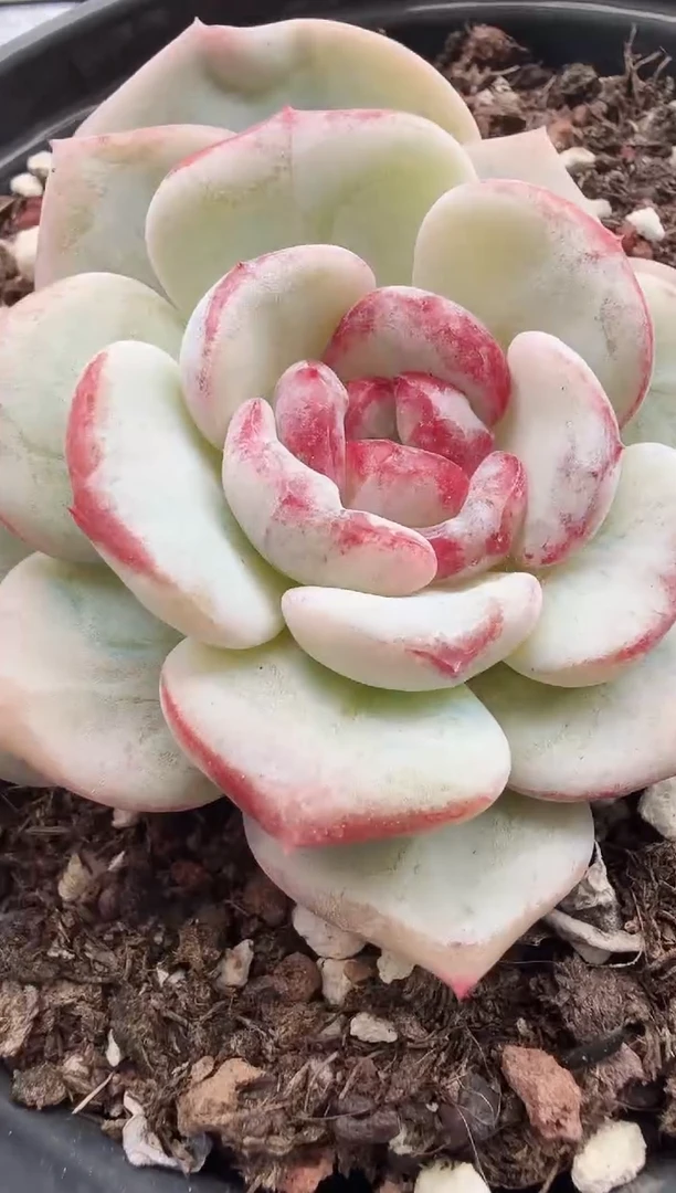 东云多肉园新款-70