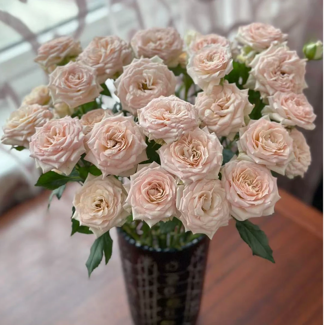 【一品花集】【罗萨诺拉】多头玫瑰10支