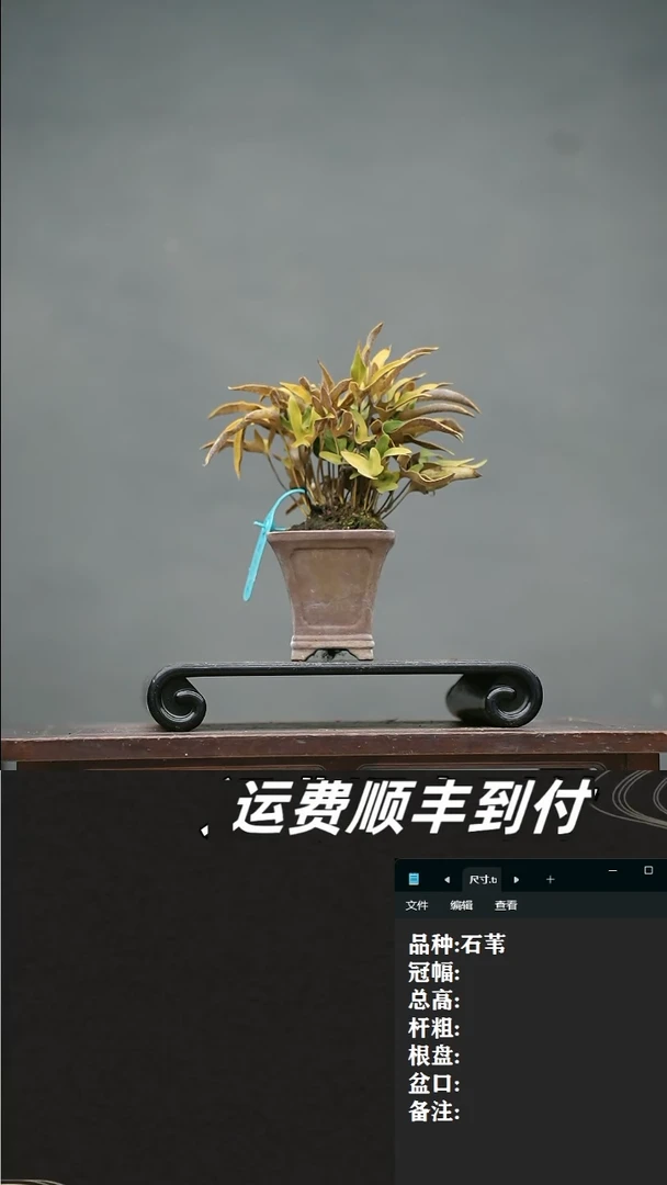 【闪购商品】12 石苇