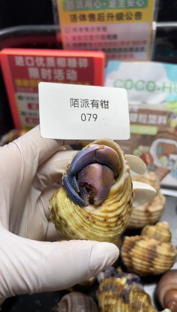 陌派有钳寄居蟹079福利陆