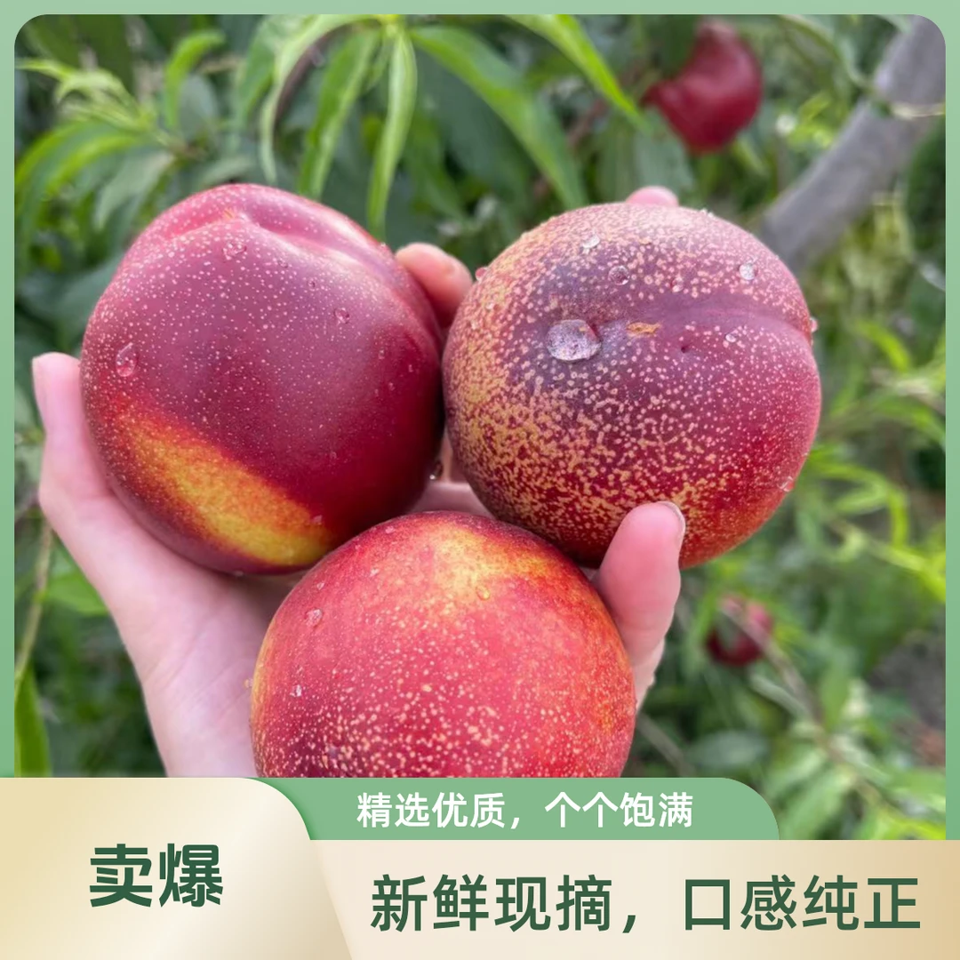 辽宁麻脸油桃保证现采现发纯甜脆桃高品质大果保证新鲜辽宁省