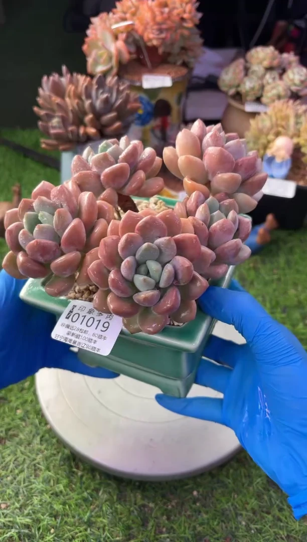 昆明印象多肉01019