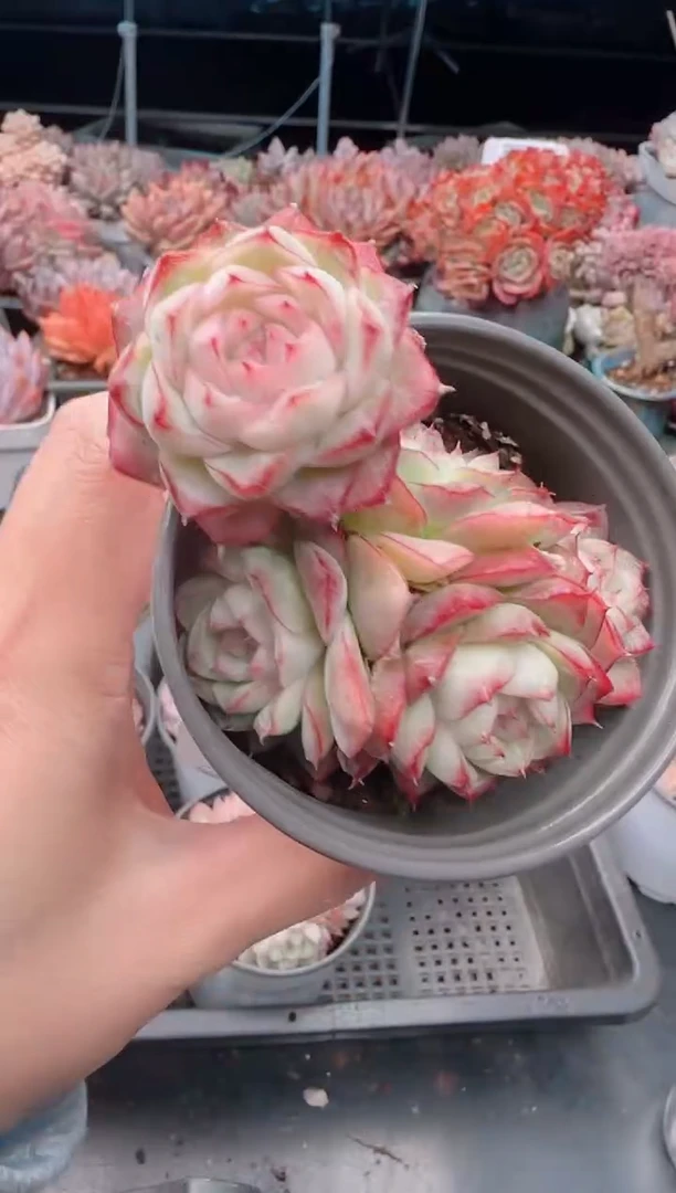 【闪购商品】5163.