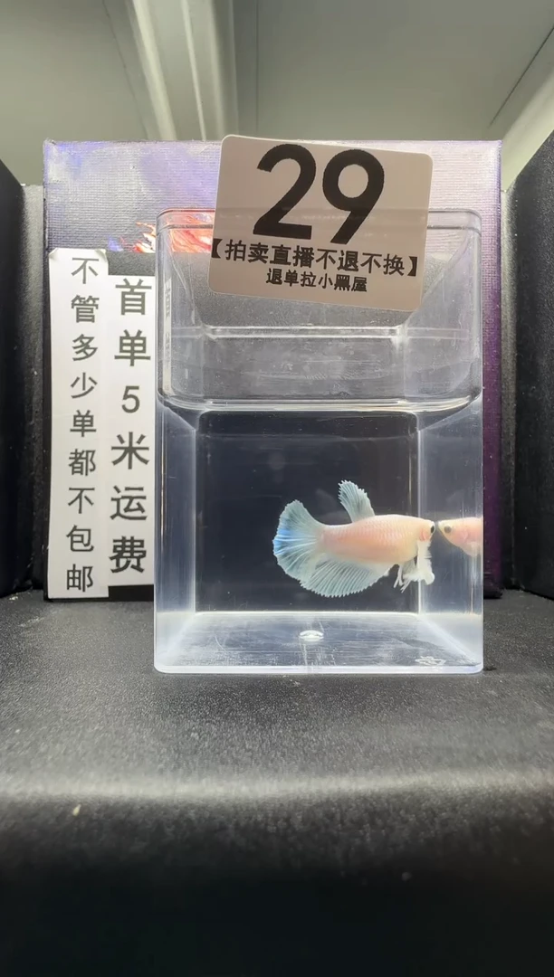 斗鱼母鱼编号：29