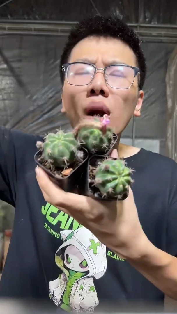 3颗 3-5cm 极光【带根】