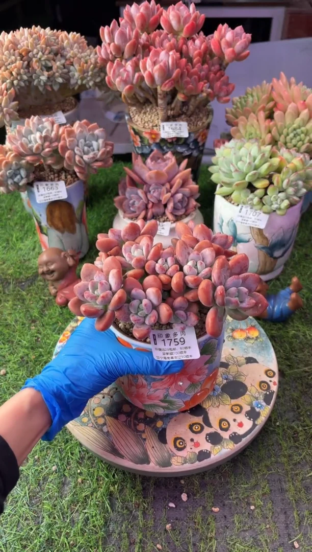 昆明印象多肉1759