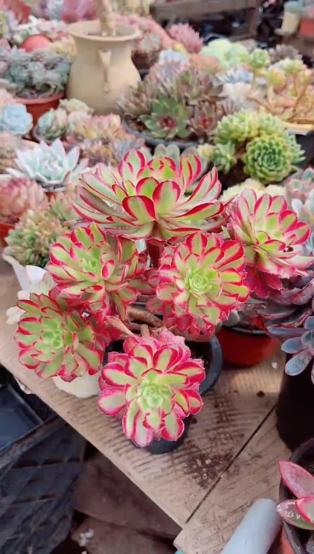 夭*16199多肉植物一物一拍