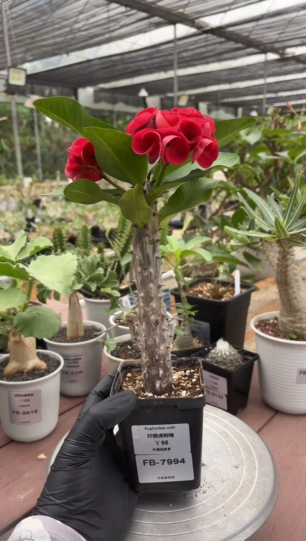 扦插虎刺梅FB-7994