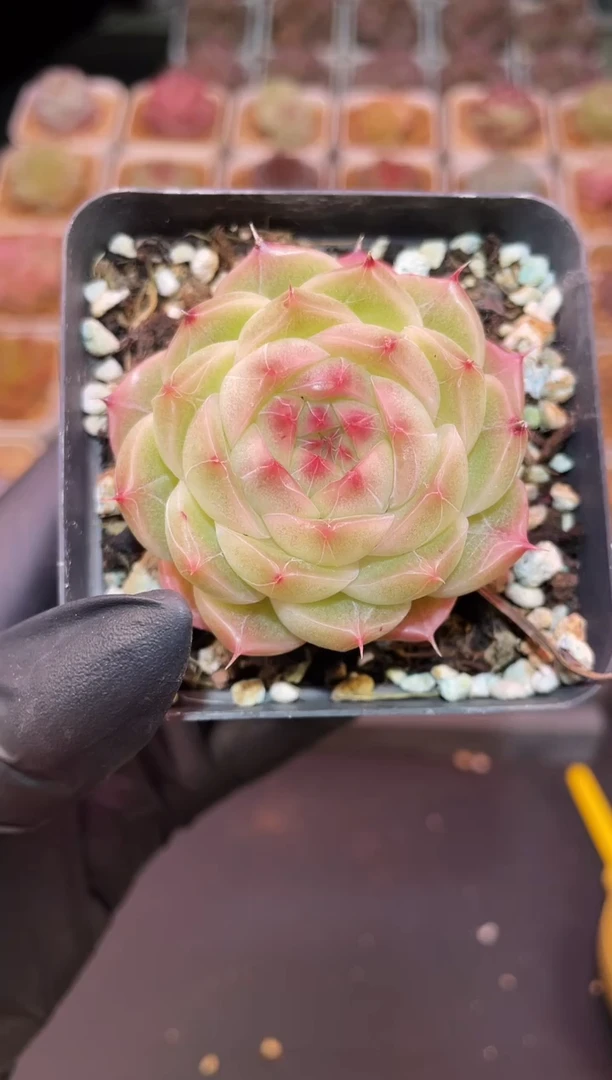 闪购1180 优选多肉一颗   4厘米