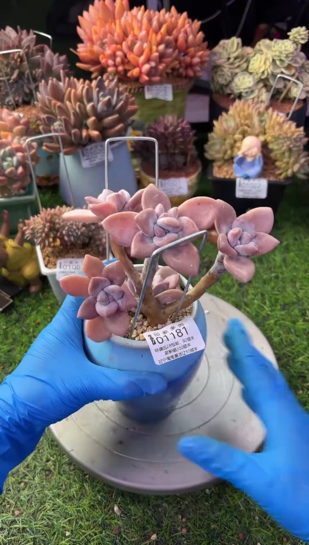 昆明印象多肉01181