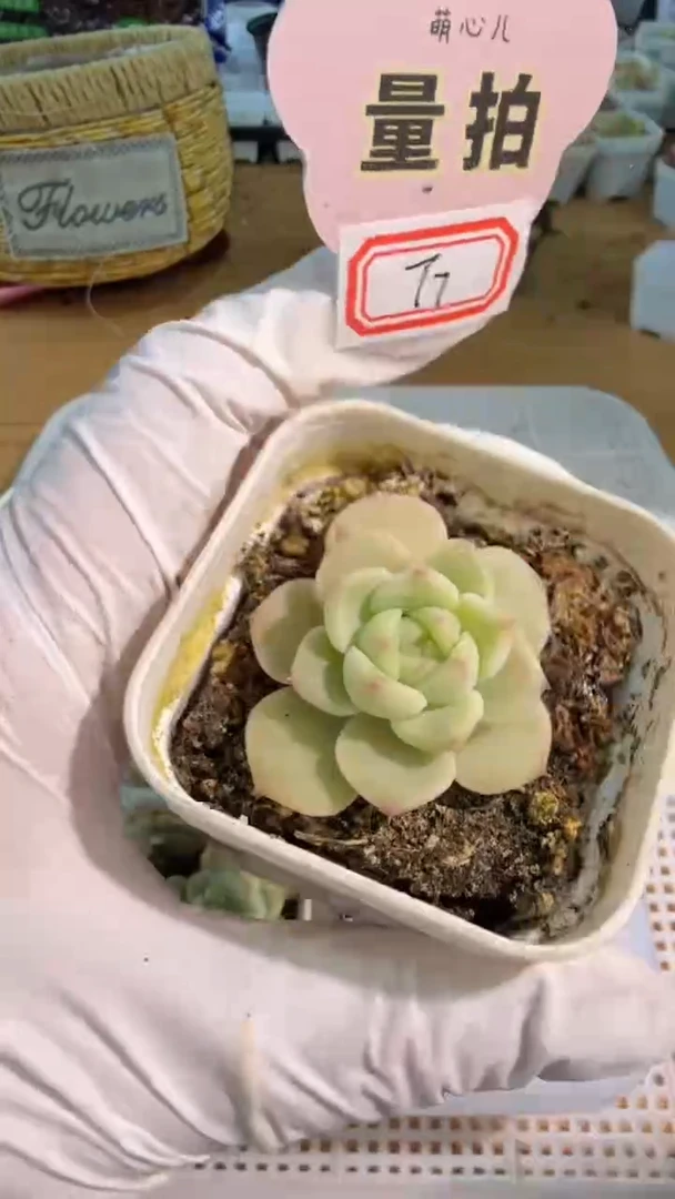 T7五方一盆 单双混 量拍混发