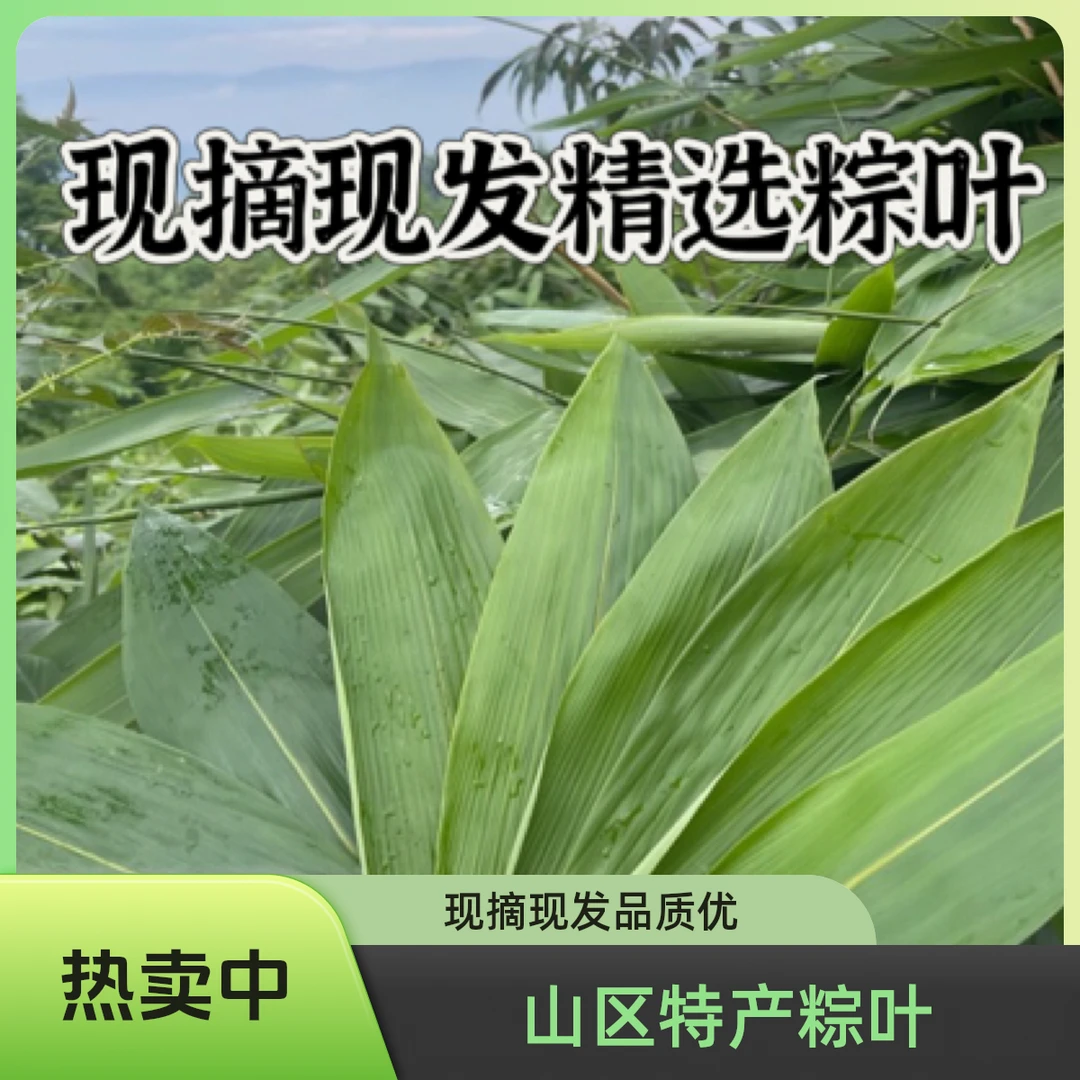 【现摘现发】大山深处的粽叶（包粽子专用）脆嫩水果