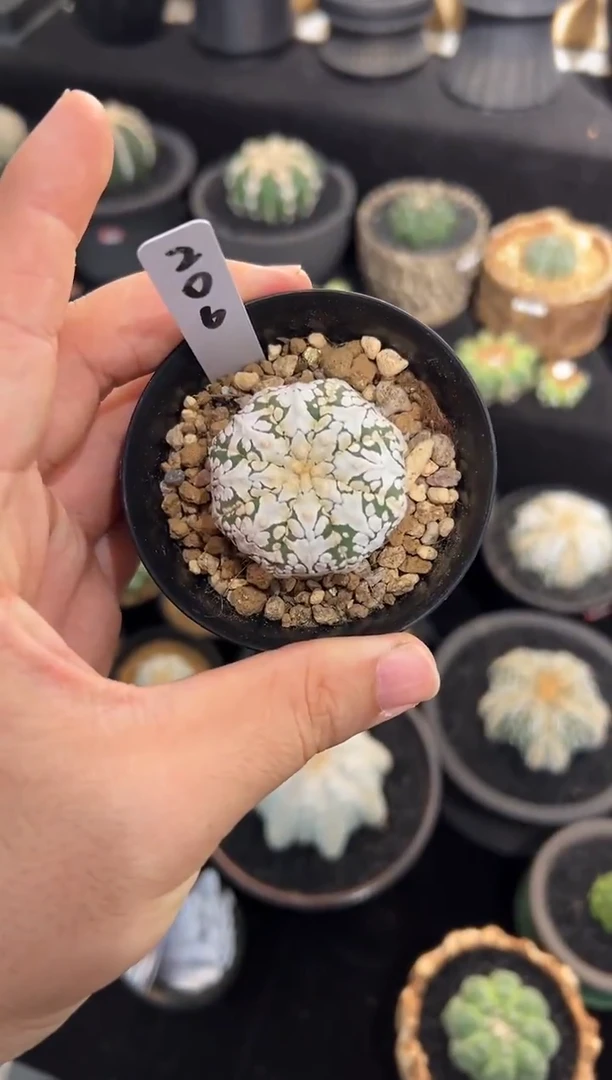 实生星兜编码206