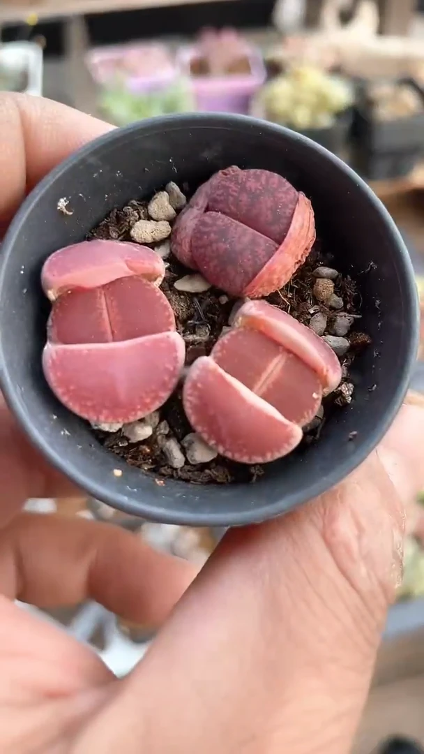 【闪购商品】9629直播一物一拍