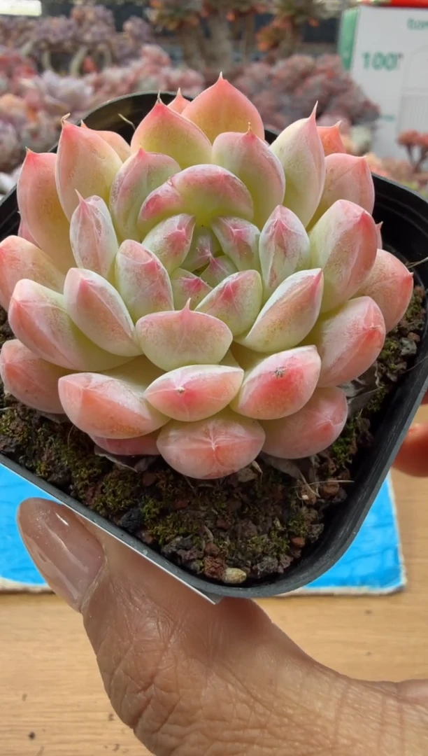 东云多肉园二店-71