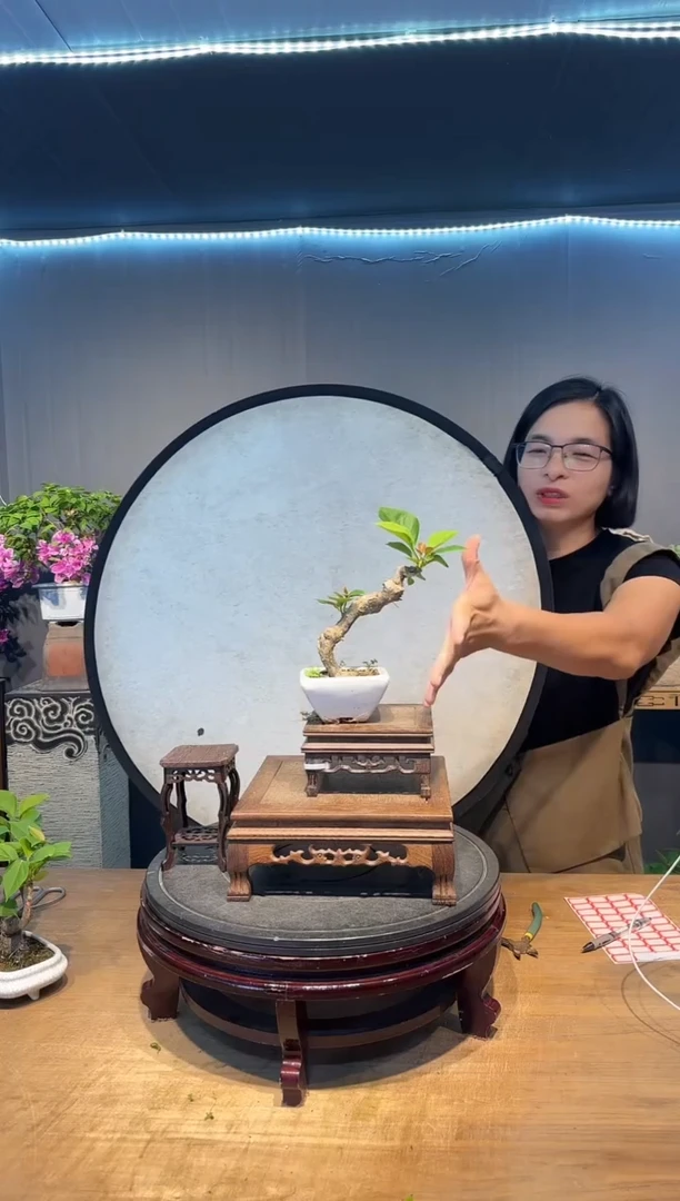 清*三角梅同安红