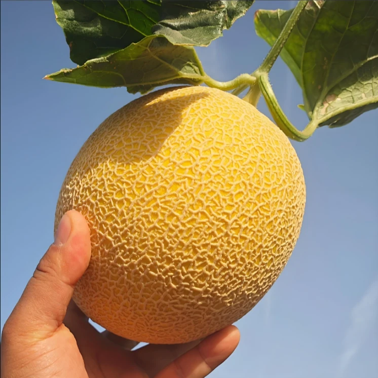 新疆吐鲁番金色年华哈密瓜脆甜多汁