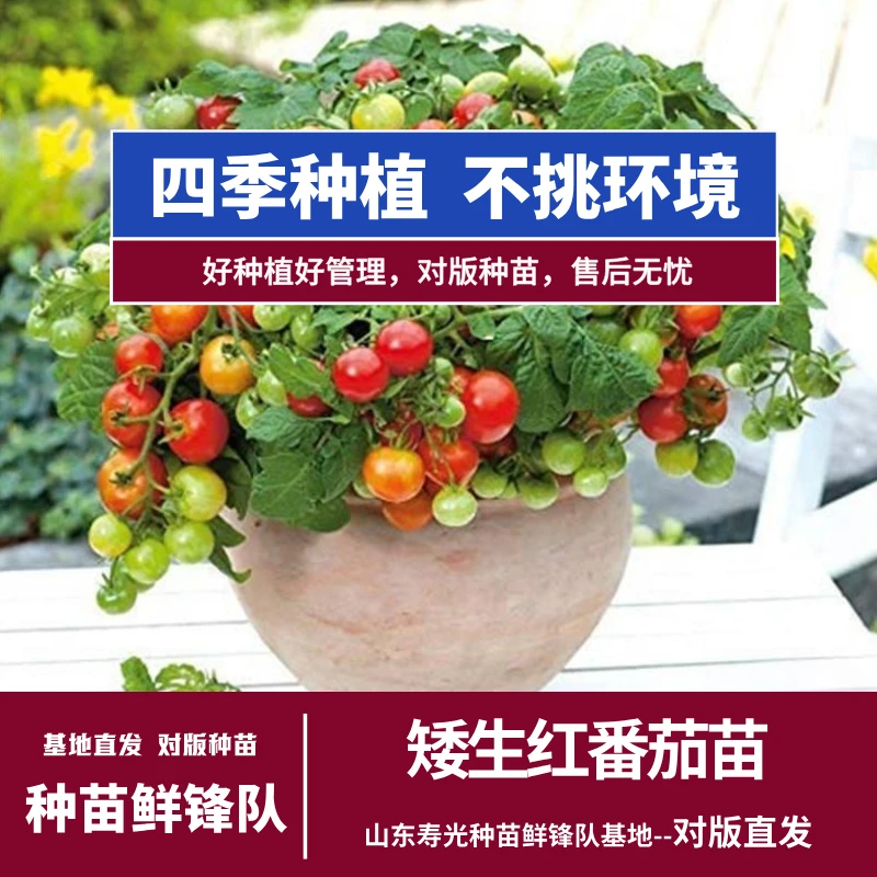 矮生红番茄苗矮生番茄盆栽阳台种植室内四季开花四季种植高产秧苗