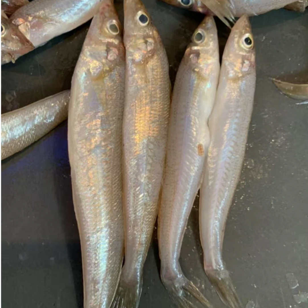 青岛野生深海沙丁鱼沙尖鱼4斤（顺丰包邮）