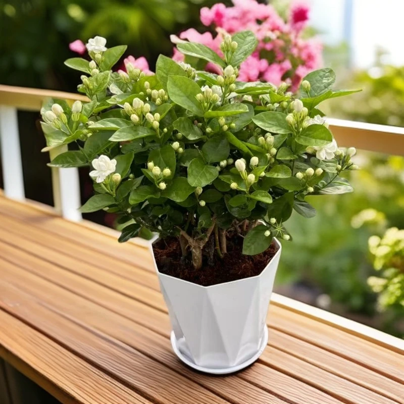 带花苞重瓣茉莉花盆栽室内外种植四季开花浓香型花卉绿植