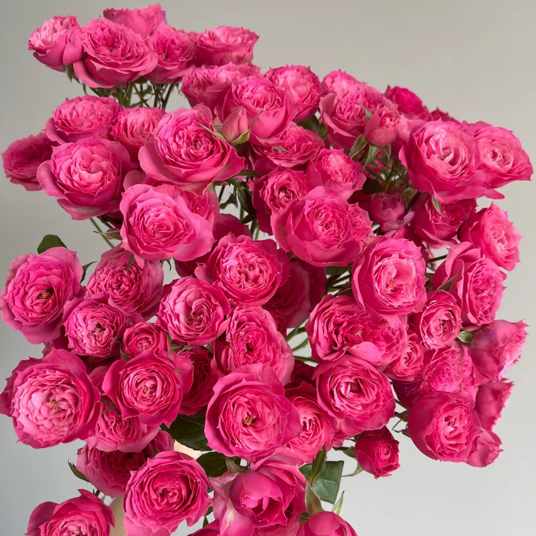 鲜花【多头苏菲宝贝】同地址两单顺丰或京东送货上门