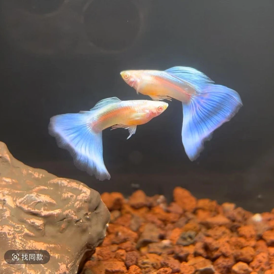 天空蓝（超出备损一比一赔付） 精品孔雀鱼 小型热带胎生观赏鱼