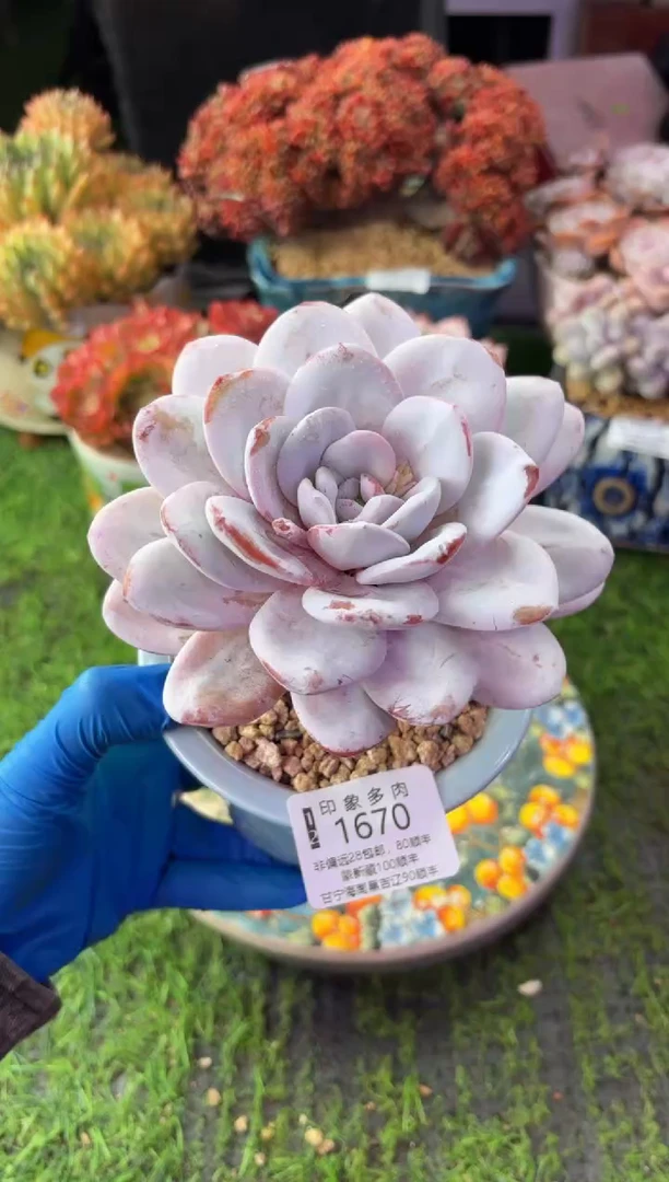 昆明印象多肉1670