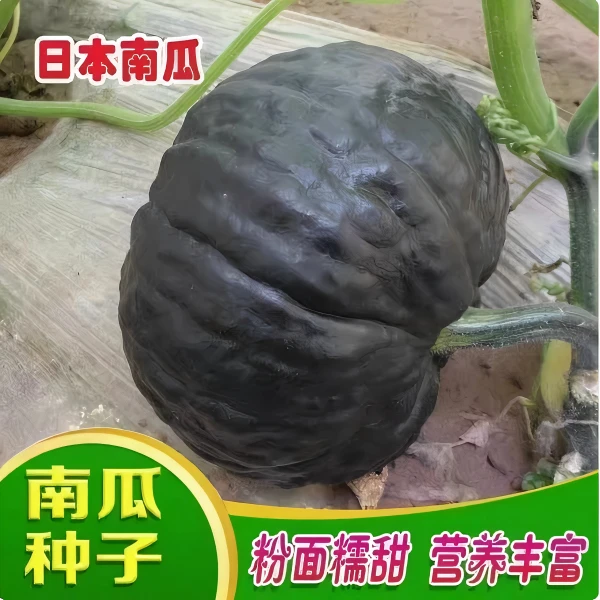 【全店满5包包邮】日本南瓜种子高产香甜板栗南瓜易种蔬菜种子.