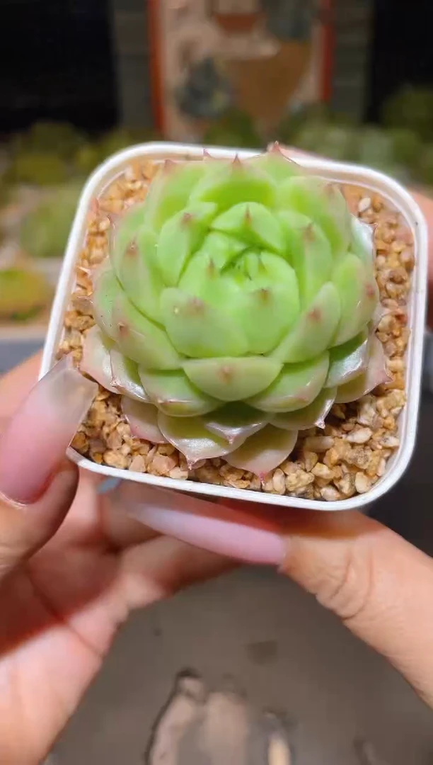 301  包子晶体  一物一拍