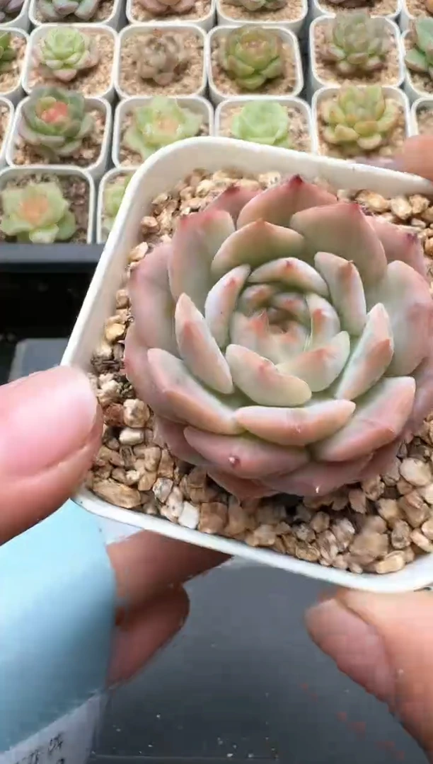 742C云禹多肉植物 带盆土纸巾打包 3颗包邮