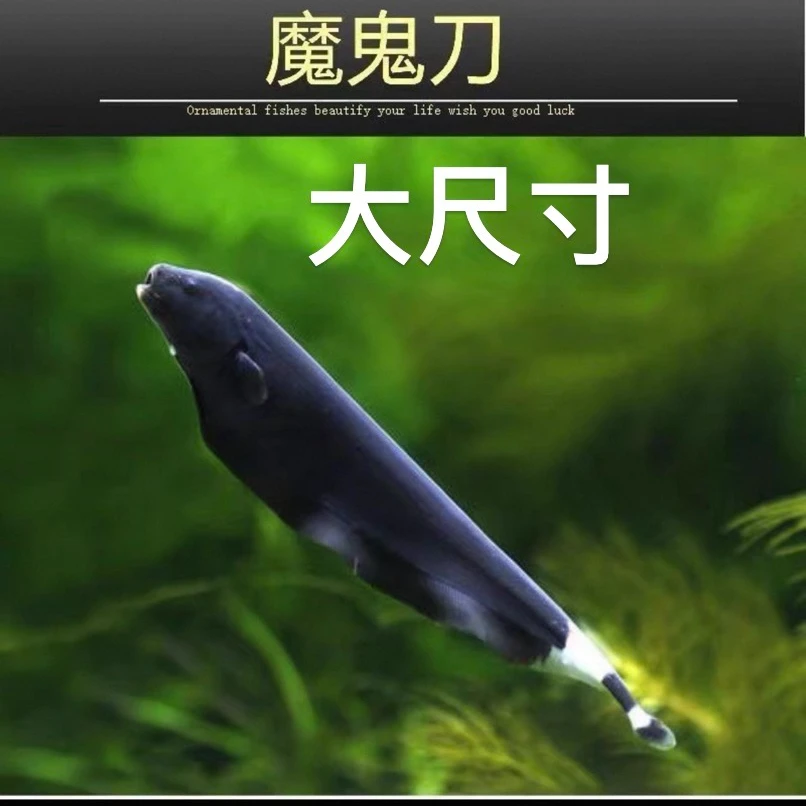 热带淡水魔鬼刀羽毛刀鱼好养耐活可作观赏宠物鱼