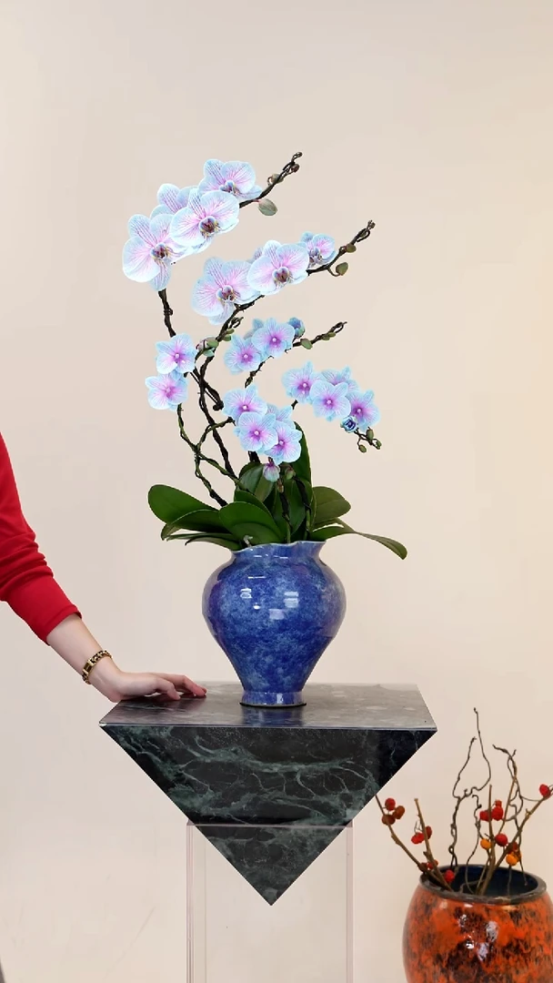 全部花朵028一物一拍蝴蝶兰盆景