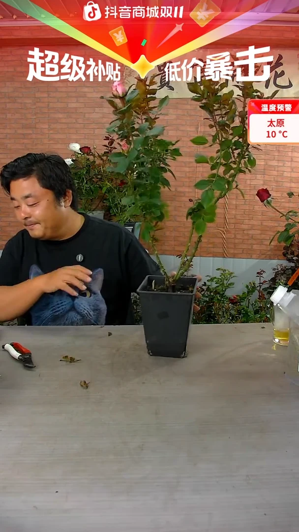 当前无花朵，栽培后可花朵玛丽蒂姆