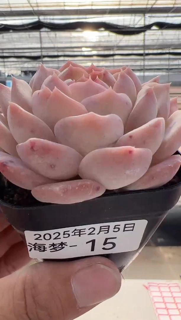 【闪购商品】海梦-15