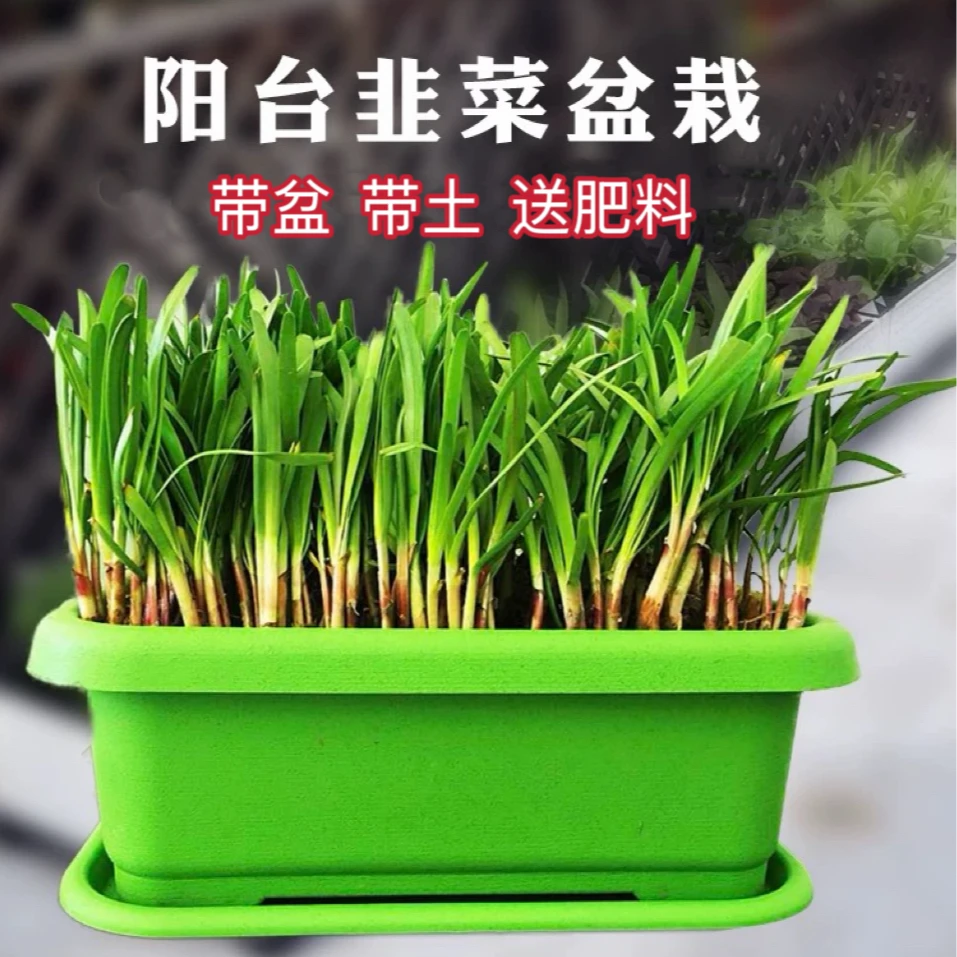 韭菜根盆栽套装 带盆带土带肥家庭室内阳台种菜