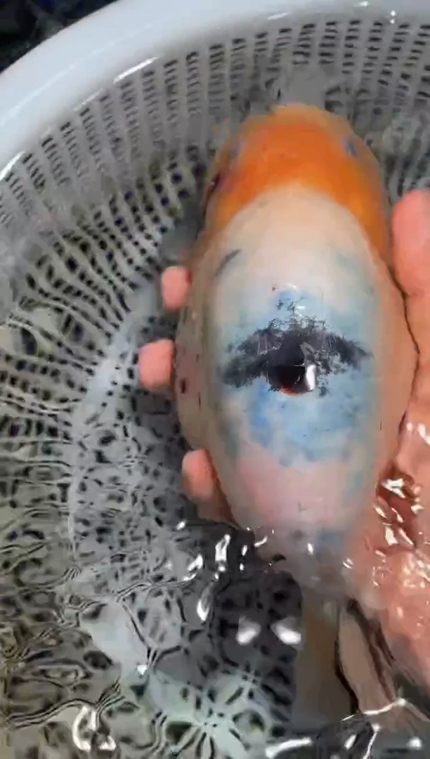 金鱼（运费自理，马印灯照射）福州追鱼兰寿金鱼
