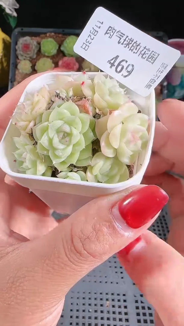 1123-469群生不包整