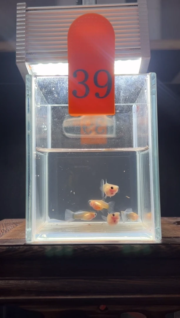 孔雀鱼黄肉蓝礼服玻璃猫普通体39