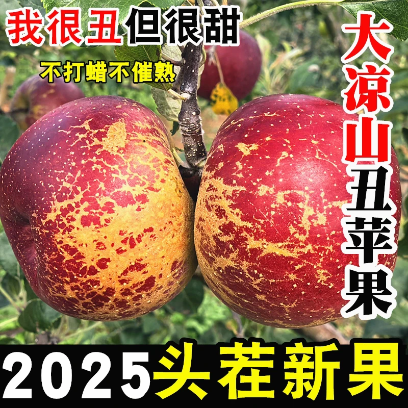 正宗大凉山丑苹果冰糖心四川盐源当季新鲜孕妇水果野生