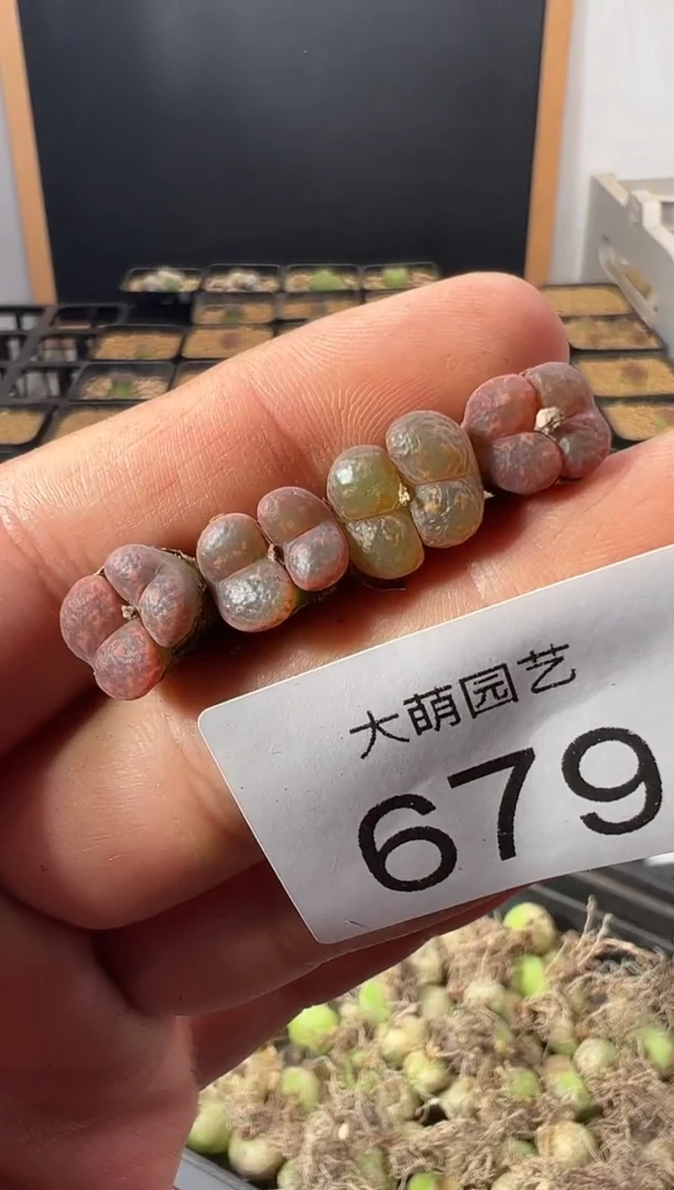 一物一拍            679
