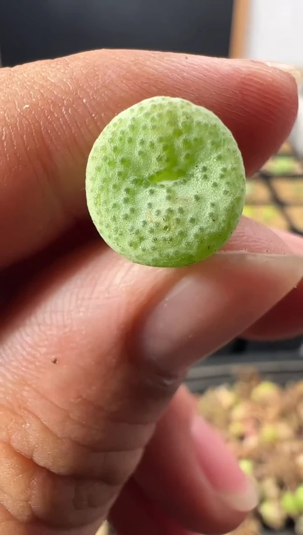一物一拍         874