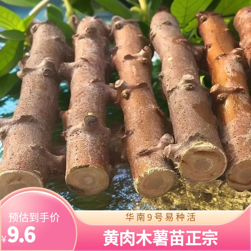 木薯种苗黄肉正宗华南9号木薯种子