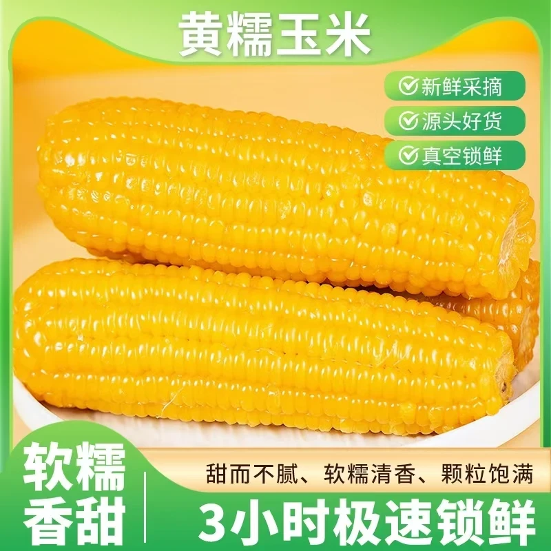 【一箱15根 8斤左右】试吃4根 东北头茬黄糯玉米香甜软糯真空锁鲜