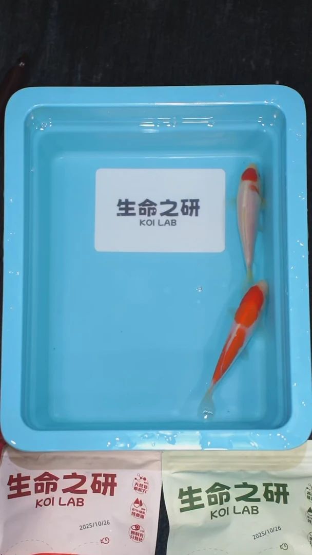 锦鲤血统大正锦鲤红白锦鲤丹顶三色丹顶红白锦鲤观赏鱼