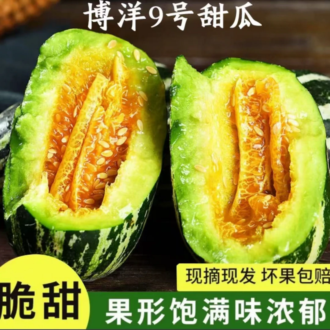 【明日达】博洋9号甜瓜酥脆甜 地头现摘顺丰包邮