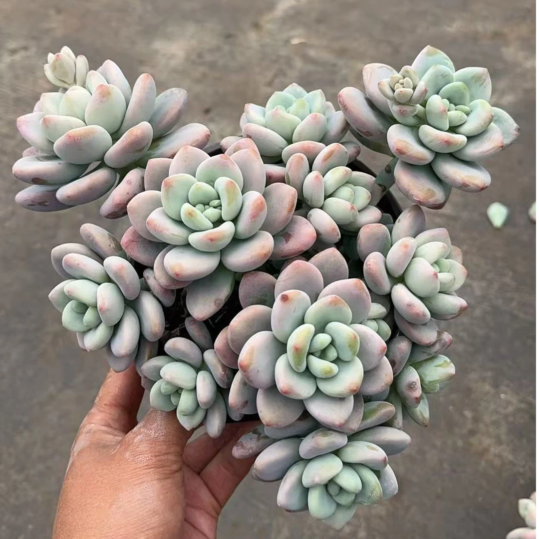 红洛神 多肉植物绿植  鲜花盆栽基地 源头栽种易活