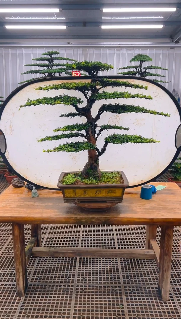 无花朵z****1精品盆景直播间一物一拍