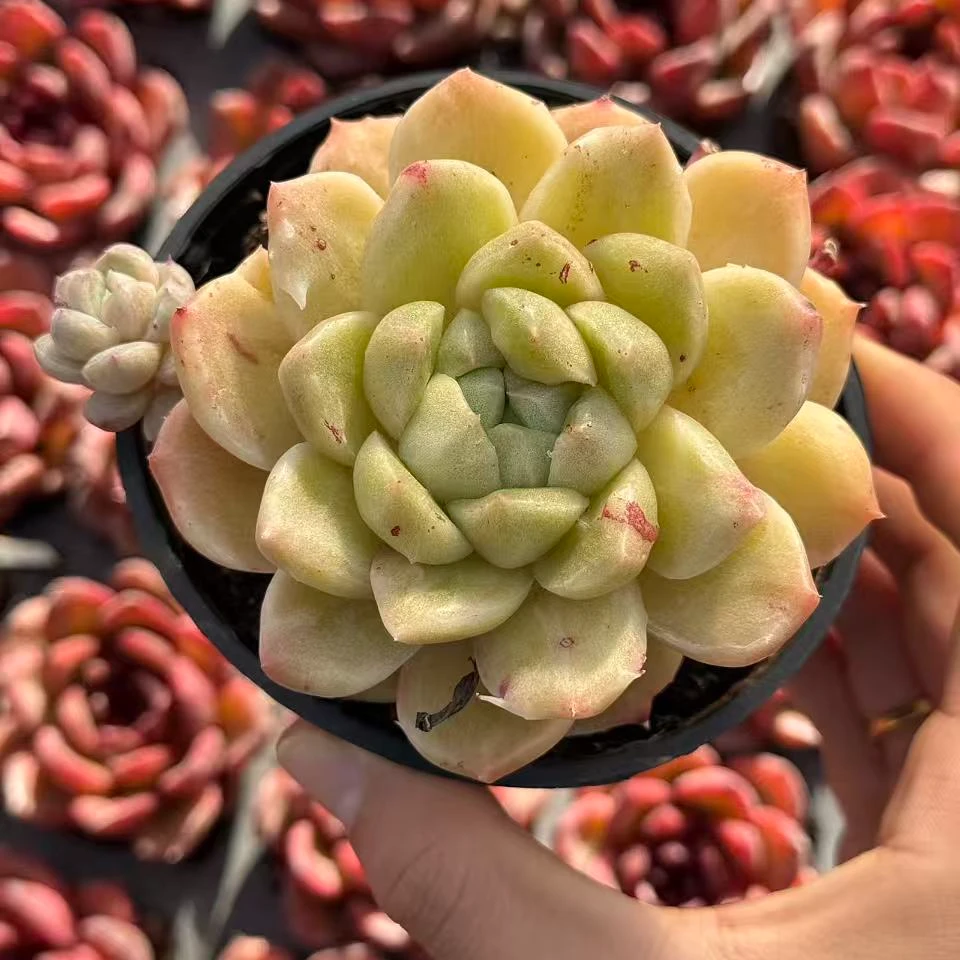 9#奶龙多肉植物 前男友精品多肉