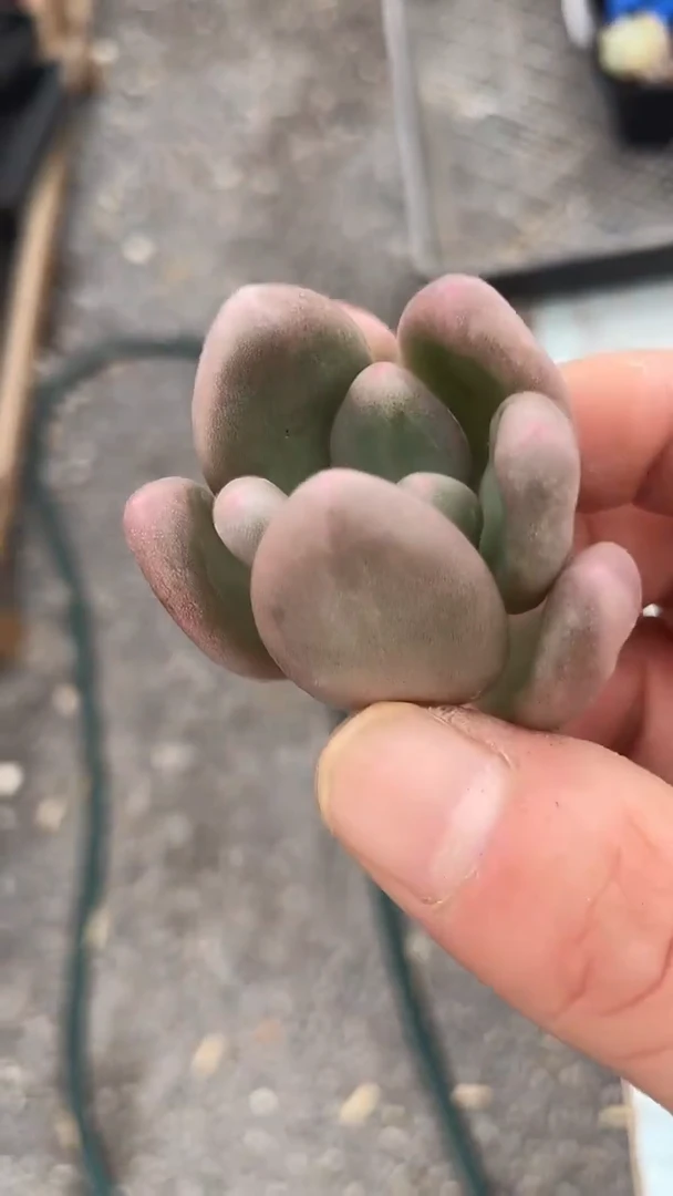 1颗    多肉   774