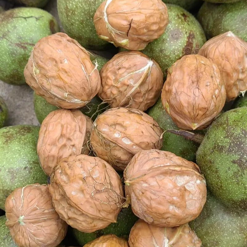 【新鲜核桃】鲜核桃湿核桃次日达京东包邮